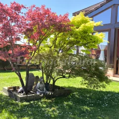 Casa Anjara