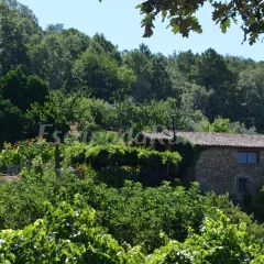 Finca Banastero