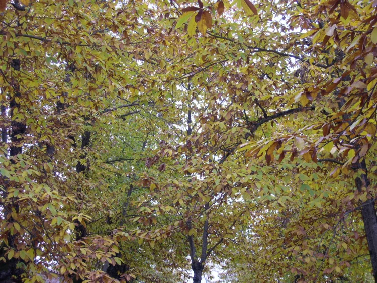 Imagen de Otoño