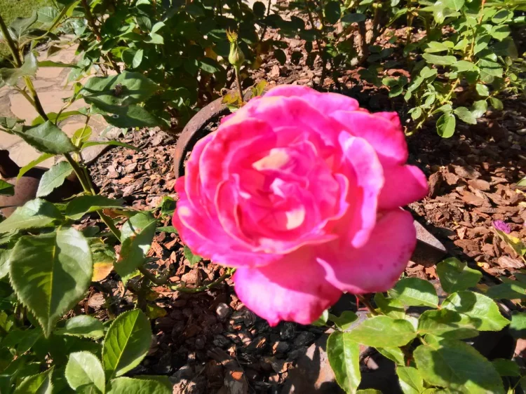 Imagen de Rosa jardín primavera