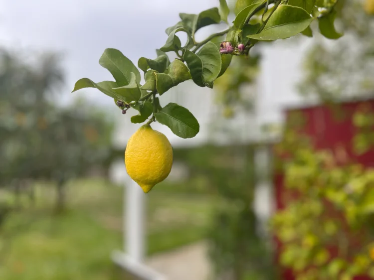 Imagen de Limonero en el jardín de A Casiña, con la casa rural al fondo. Naturaleza, color y aroma en plena Ribeira Sacra.
