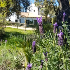 Encinar de Escardiel