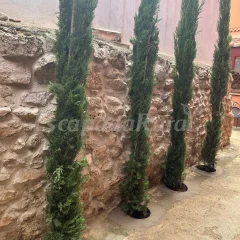 Casas Miguela Florentín y Maria