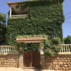 El sauco de Villarroya